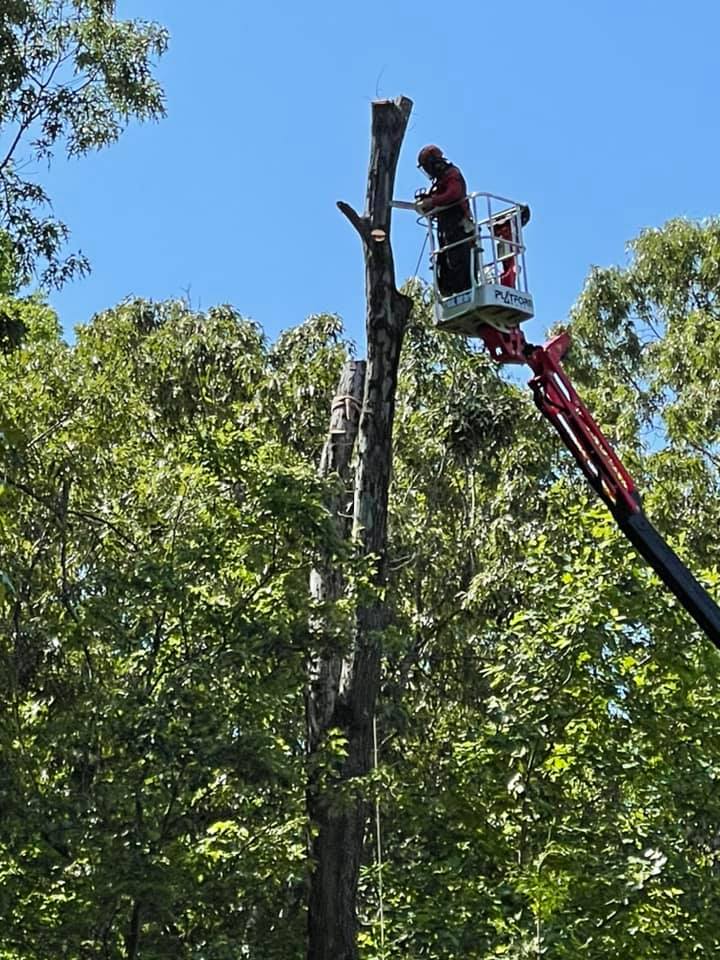 queen city tree services we provide
