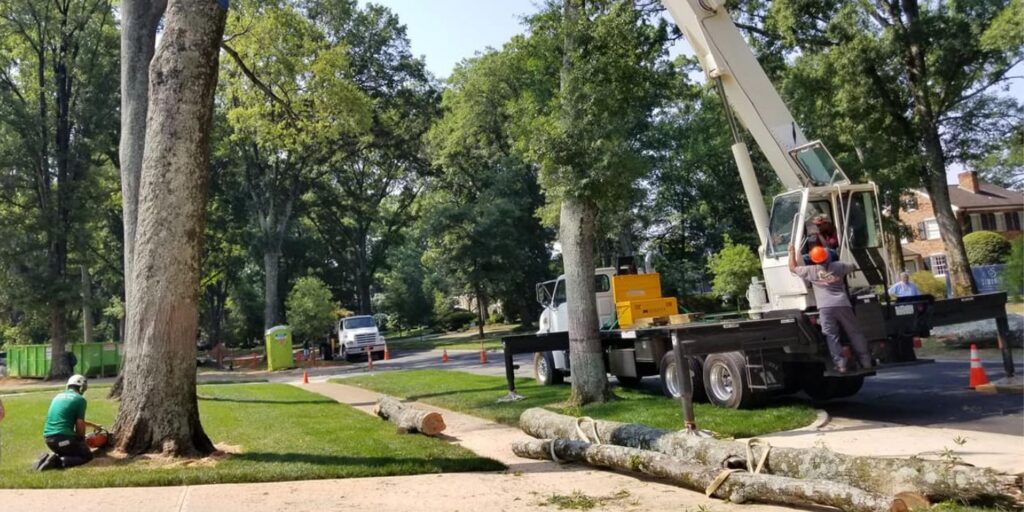tree removal services with crane