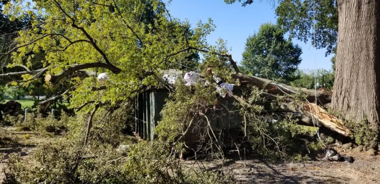 Storm Damage Tree Removal