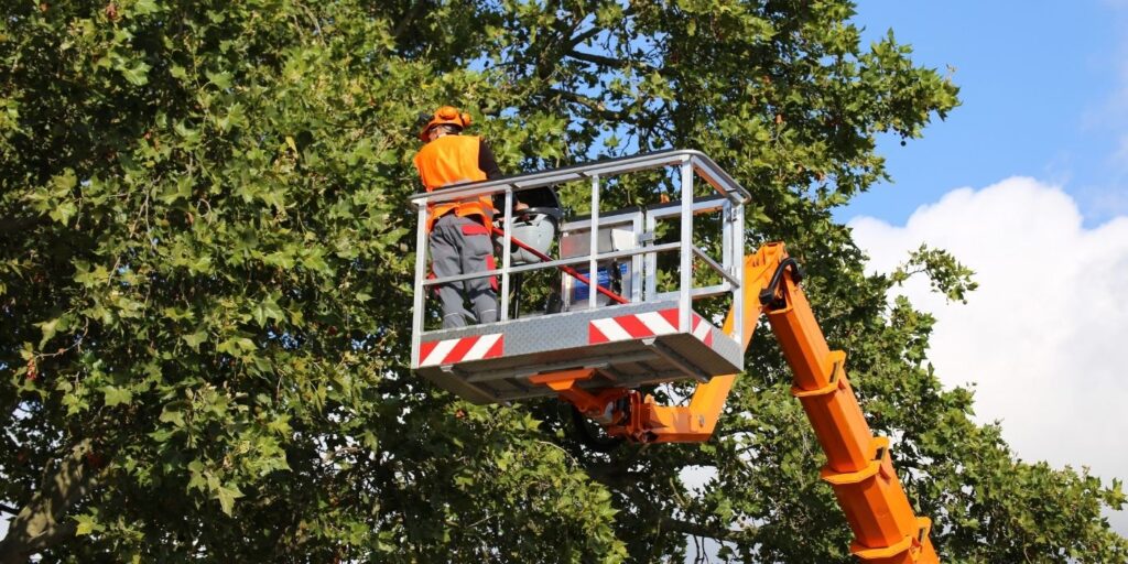 contact queen city tree service
