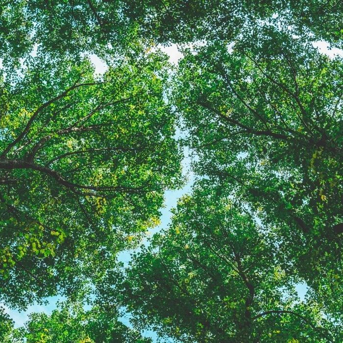 tree crown reduction