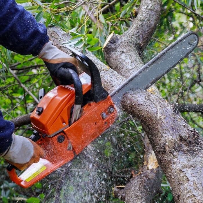 tree pruning services