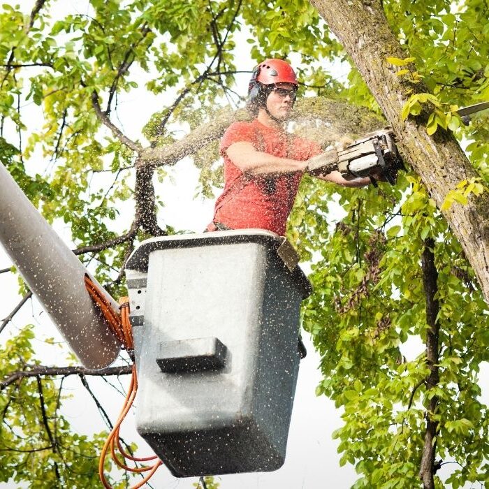tree trimming service