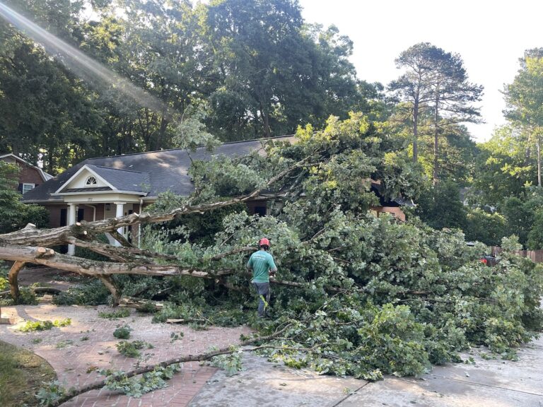 servicing big fallen tree