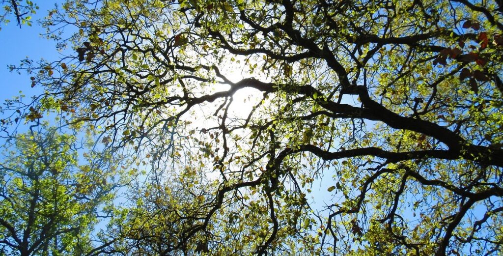 3 Tips for Winter Tree Care