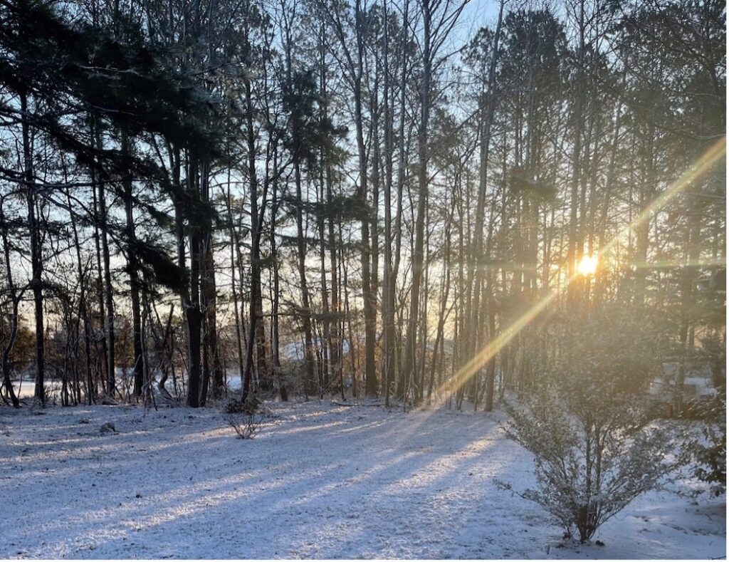 Prune while your trees are asleep