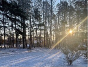 Prune while your trees are asleep