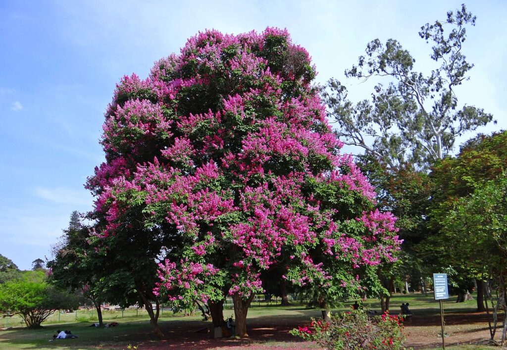Topping Crape Myrtles Is A Calamity