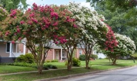 The Natural Shape of a Crape Myrtle vs. Topping