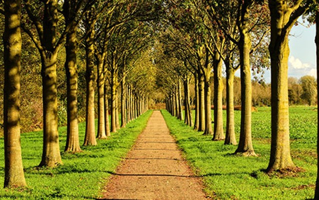 A Guide to Choosing a Tree