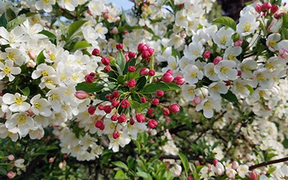 5. Crabapples (Malus)
