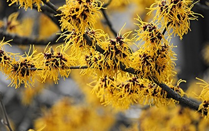 6. Witch Hazel (Hamamelis)