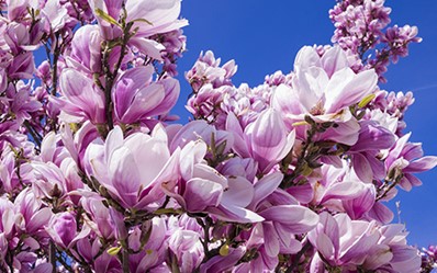 7. Magnolia Randy (Randy)