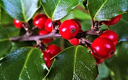 8. Dragon Lady Holly (Ilex aquipernyi)