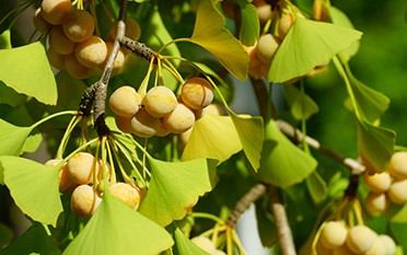 1. Ginkgo (Ginkgo biloba)