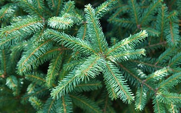2. White Spruce (Picea glauca)