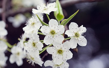 3. Bradford Pear (Pyrus calleryana)