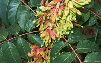 5. Tree of Heaven (Ailanthus altissima)
