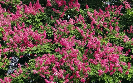 1. Crape Myrtle (Lagerstroemia indica)