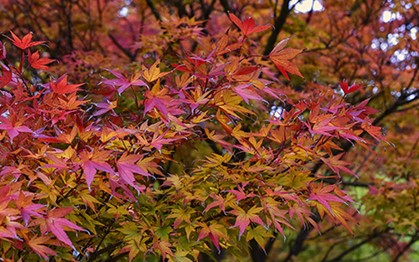3. Japanese Maple (Acer palmatum)