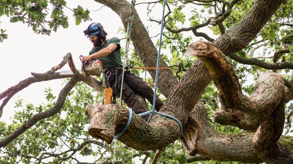 The Arborist's Calendar: When is the Best Time to Prune Trees in Charlotte? - Queen City Tree Service