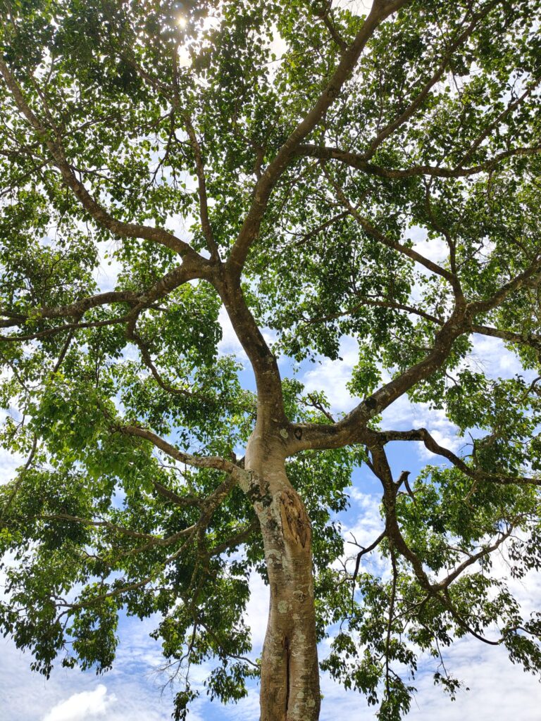 Deconstructing the Quote: The Factors That Influence Tree Removal Cost in Charlotte One of the first questions property owners in Charlotte ask when facing a problematic tree is, "How much is this going to cost?" It's a valid and important question, but the answer is rarely a simple, flat-rate number. The cost of professional tree removal is a detailed calculation based on safety, complexity, and the specific resources required for the job. Understanding these factors can help you appreciate what goes into a professional quote and why choosing the cheapest option can be a costly mistake.