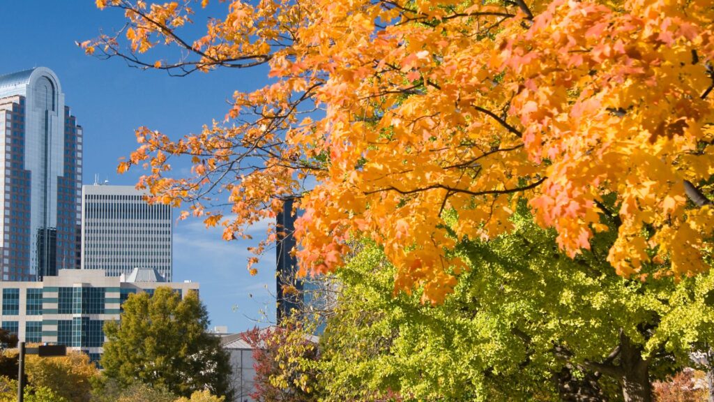 More Than Neighbors: Why a Local Charlotte Tree Service is Your Property's Greatest Ally The wind howls, a torrential downpour obscures the view from your window, and you hear it—a sickening crack followed by a heavy thud that shakes the house. The next morning, the sun reveals the aftermath of a classic Charlotte summer thunderstorm. A massive limb from your neighbor's majestic willow oak now lies across your driveway, narrowly missing your garage. The immediate need for a tree service is undeniable. As you search online, your screen fills with options. Some are familiar local names, while others are generic brands promising immediate service, their trucks having rolled into town overnight from hundreds of miles away.