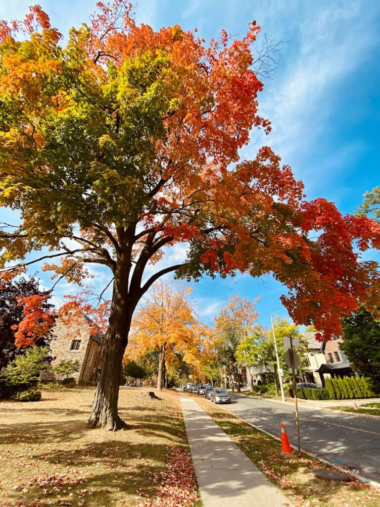 The Arborist's Secret: Why Autumn is the Best Time for Tree Removal in Charlotte