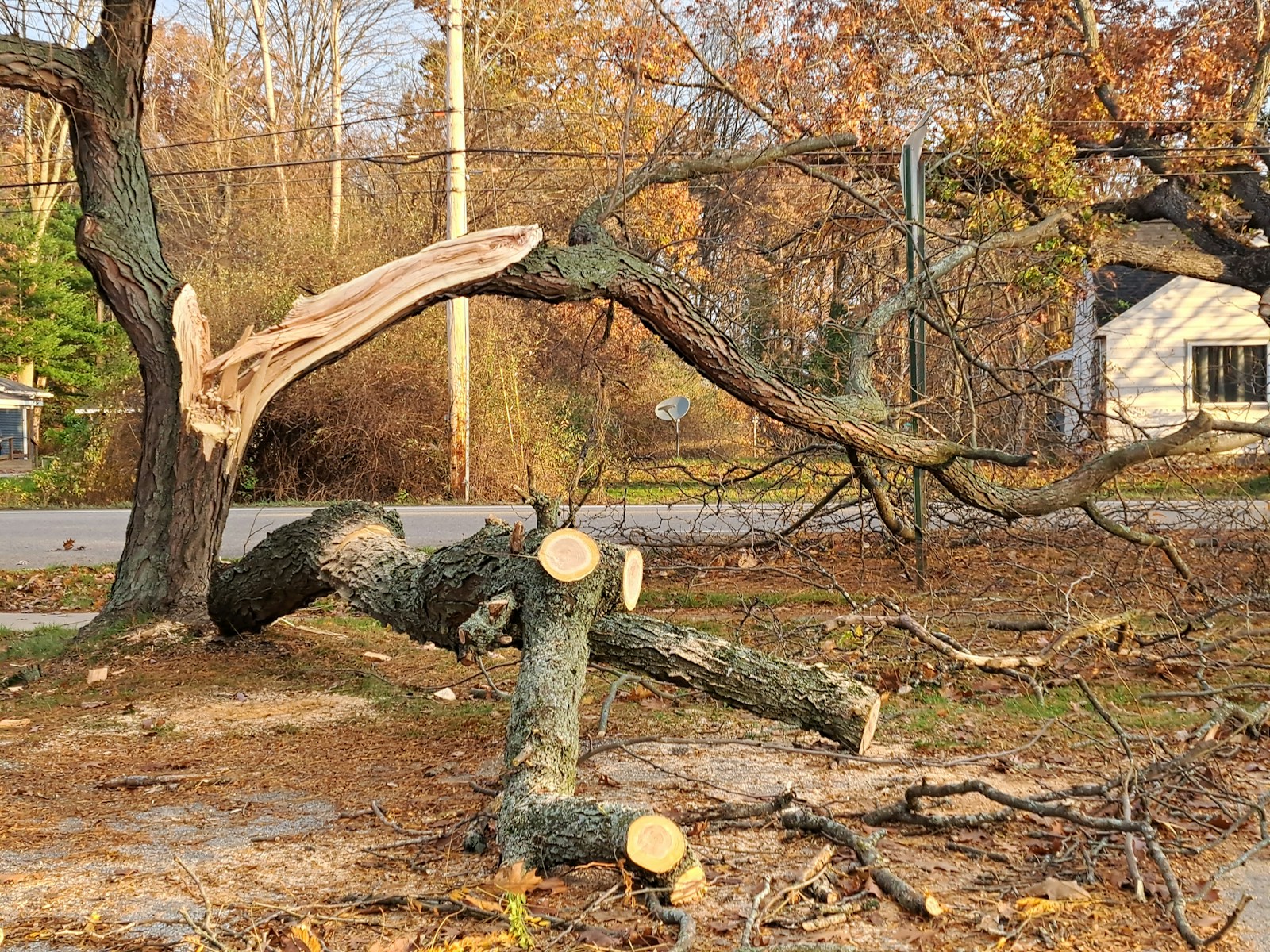 The Silent Liability: Understanding the Risks of Leaving a Dying Tree Untreated On a quiet Charlotte street, it stands as a familiar landmark—a once-majestic oak or pine that has seen better days. The leaves were sparse this summer, and now, as fall settles in, you notice more dead branches than living ones. It's easy to look at a dying tree and think, "I'll deal with it later." Homeowner procrastination is a powerful force, especially when faced with a project that seems costly or non-urgent. But this is a dangerous illusion. A dying tree is not just an eyesore; it is a silent, growing liability. Every day it's left standing, its structural integrity weakens, its roots rot, and the risks it poses to your home, your family, and your finances multiply. At Queen City Tree Service, we have seen firsthand the devastating consequences of waiting too long. What could have been a straightforward, planned removal transforms into a middle-of-the-night catastrophe, a pest infestation, or a complex legal dispute. This guide will explore the significant, often-hidden risks of leaving a dying tree untreated. We believe an informed homeowner is a safe homeowner, and understanding these dangers is the first step in protecting your most valuable asset. If you have concerns about a tree on your property, a professional assessment is the only way to get peace of mind. Call our certified arborists today at (704) 606-9696 for a free consultation.