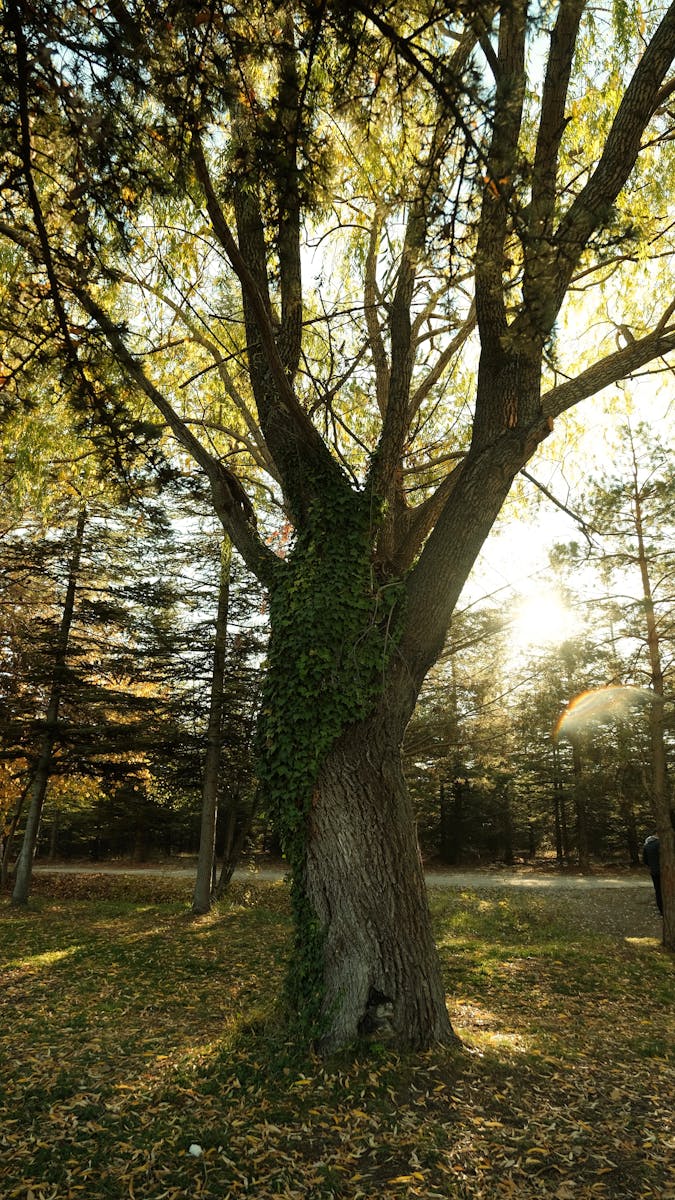 The Silent Liability: Understanding the Risks of Leaving a Dying Tree Untreated. . The Catastrophic Risk: Property Damage and Personal Injury This is the most obvious and frightening risk. A dying tree is a weak tree. As the internal structure decays and the root system fails, the tree loses its ability to support its own immense weight and withstand the forces of nature. It's not a question of if it will fail, but when—and what will be in its path. The Anatomy of a Tree's Failure Dead Branches ("Widowmakers"): This is often the first part of the tree to go. Large, dead limbs, aptly named "widowmakers" by arborists, have no living tissue to hold them in place. They can snap and fall on a perfectly calm, sunny day, without any warning. They are a direct threat to anyone walking underneath, as well as to your car, deck, or patio furniture. Trunk and Co-Dominant Stem Failure: Many of Charlotte's beautiful hardwoods grow with "co-dominant stems," where two or more large trunks grow from the same point. These unions are often weak, and as decay sets in, they can split apart. The failure of an entire trunk section can be catastrophic, carrying the weight of thousands of pounds. Root System Failure: This is the most insidious problem. Fungi and rot can destroy the root system from underground, leaving no visible support. The tree may look passable from a distance, but its foundation is gone. A strong gust of wind from a Charlotte thunderstorm or the saturated soil from a hurricane remnant is all it takes to cause the entire tree to uproot, often falling directly onto your home.