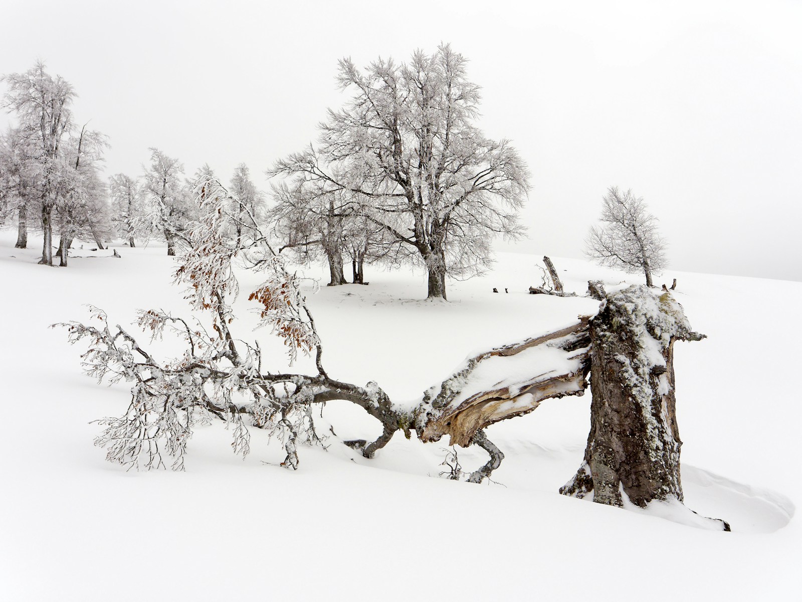 Winter is the Absolute Best Time to Remove a Tree. The Myth of Spring: Why Winter is the Absolute Best Time to Remove a Tree If you drive through Charlotte’s established neighborhoods like Myers Park, Dilworth, or South Park right now, you will see a lot of quiet yards. The grass is dormant. The leaves are gone. The landscaping equipment is packed away in garages. For the average homeowner, winter is a time to hibernate, ignore the yard, and wait until the first azaleas bloom in April to think about outdoor projects. But you are not the average homeowner. You are looking to protect your property and maximize your investment. There is a pervasive and expensive myth in the landscaping world that tree work should be reserved for the spring or summer. This is completely backward. While amateurs wait for warm weather to start their projects, the true industry experts know that January and February are the Gold Rush months for heavy tree removal. At Queen City Tree Service, we do not just cut wood. We engineer solutions for complex landscapes. Winter offers a unique set of physical, biological, and logistical advantages that make it the safest, cleanest, and most efficient time to remove a large, hazardous tree from your property. Here is the comprehensive breakdown of why waiting until spring is a mistake you cannot afford to make.