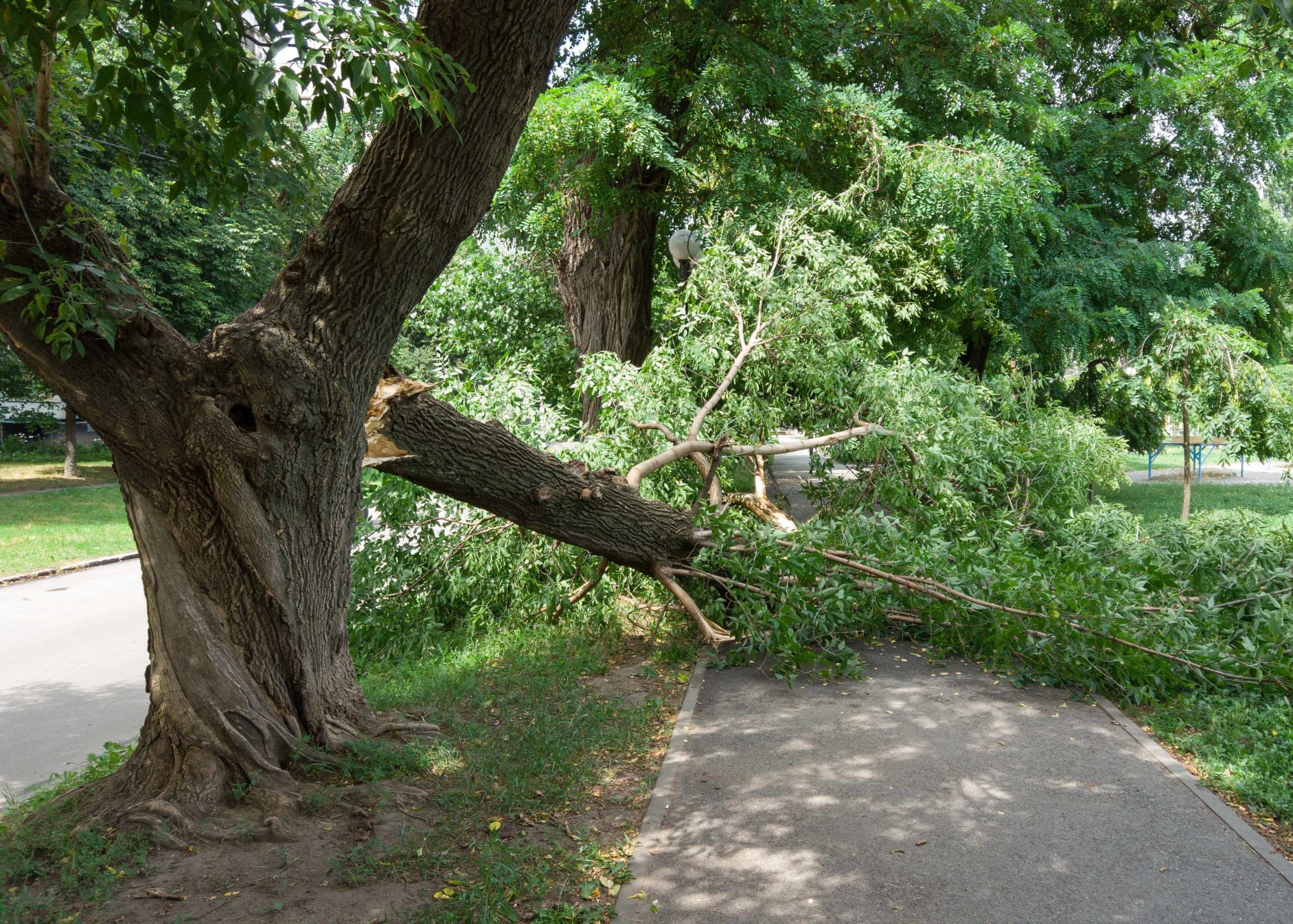 risks-of-leaving-a-dying-tree-scaled
