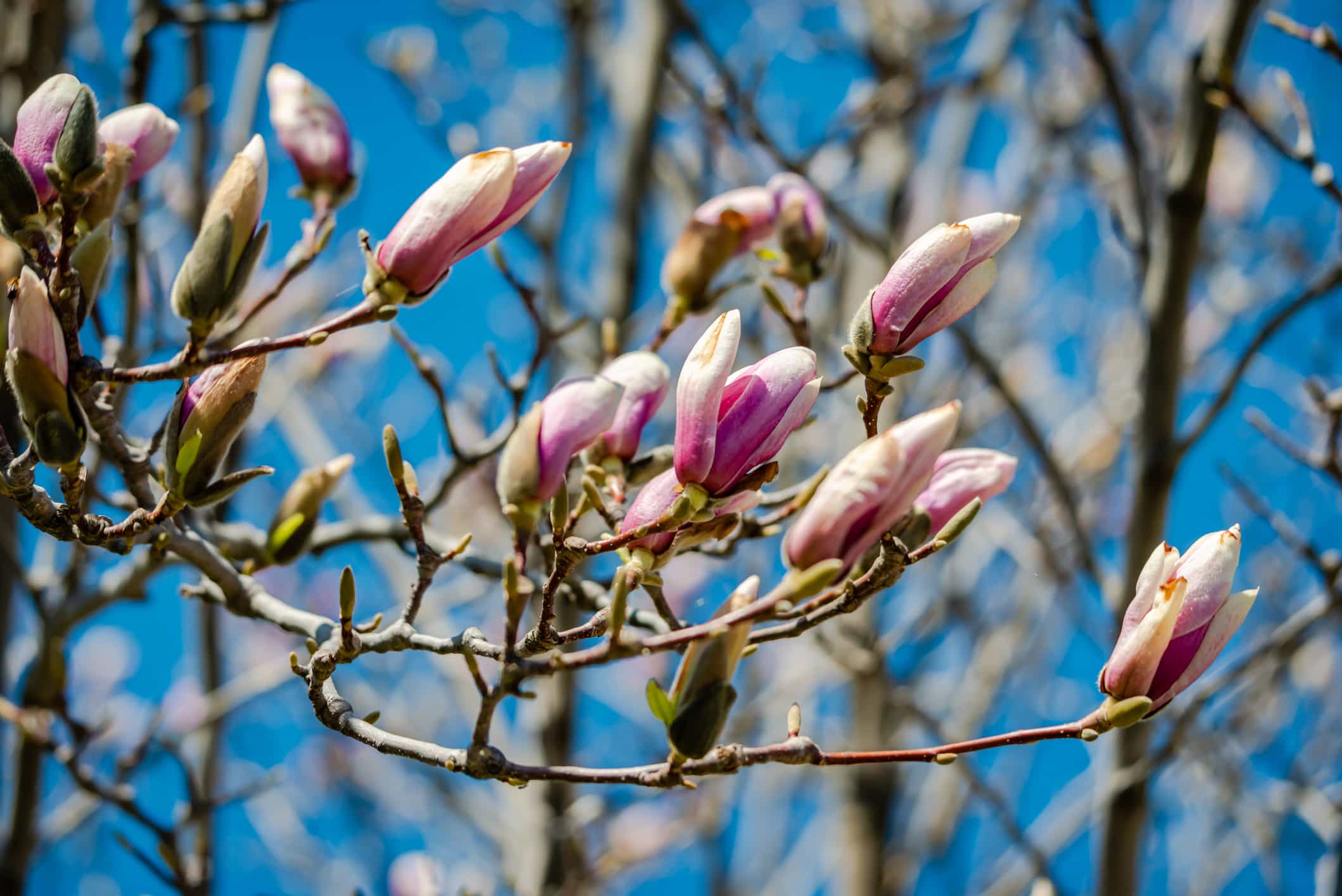 your-essential-guide-to-spring-tree